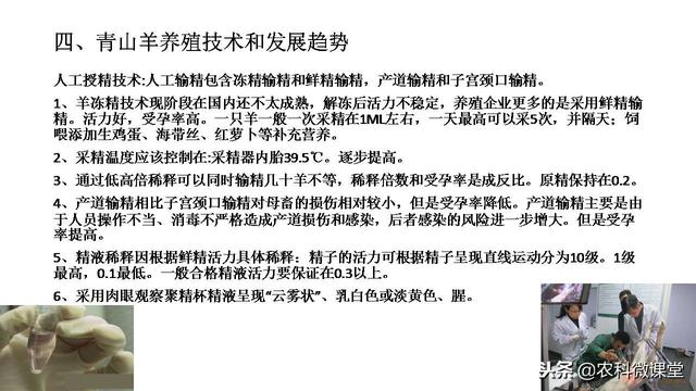 省级劳模教给你如何饲养青山羊