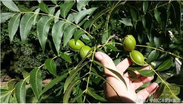 碧根果种植条件 碧根果适合种植地区