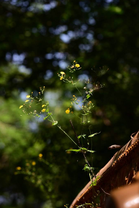 「诗词鉴赏」夏木深，草虫鸣，悠悠夏日听虫鸣，赏最美的诗词！​