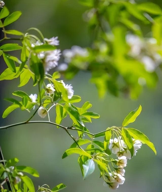 木香花开 不语也倾城