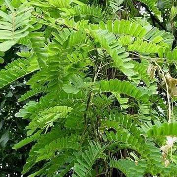 这种植物煲鸡汤最好喝，味道不仅甘甜，据说还能下火