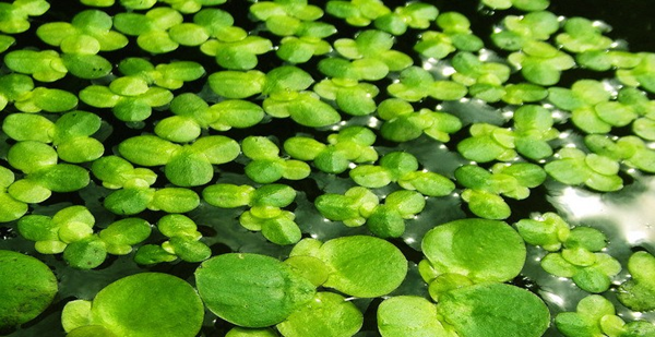 水草的种植、修剪方法