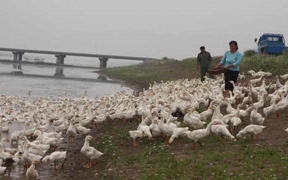 江苏省灌南县田楼镇：废塘利用 立体种养