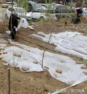 地膜葱种植(开垄沟扣地膜种大葱，农田包围高层，看来有大量农民在城里买房了)