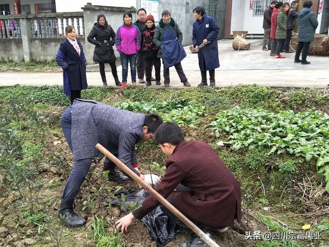 梨树苗移栽成活不理想？可能你没有注意这4点，提高你的成活率