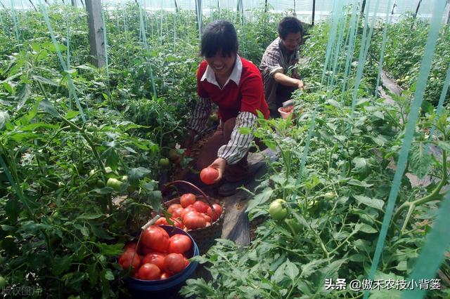 如何种好秋冬茬西红柿？这篇文章告诉你种植技巧