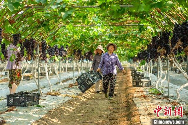 四川彭山：上万亩葡萄陆续成熟果农采摘忙