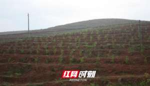 百亩山林油茶种植规划(道县：加快油茶基地建设步伐 打造“湘南油海”)