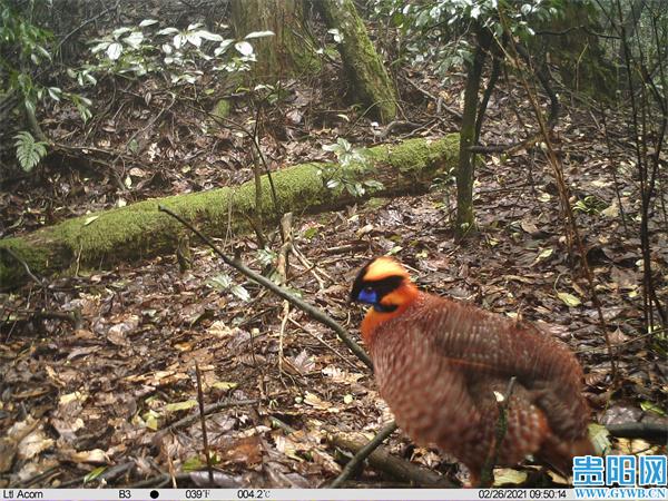 金钱豹、猕猴、果子狸……习水保护区的野生生物已知3863种