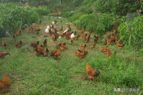 养土鸡降低成本有诀窍，每天喂土鸡两遍混合饲料，三分钟就能看懂