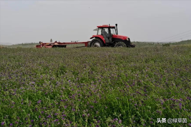 紫花苜蓿最耐寒品种-公农1号，适合东北、华北、西北种植的牧草