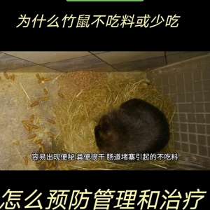 养殖竹鼠视频(竹鼠外观正常，就是不吃料怎么办？怎么预防管理和治疗？#)