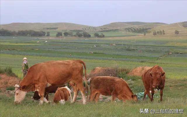 牛羊养殖的宝典，养殖户：积累经验，学会管理，吃苦耐劳是关键