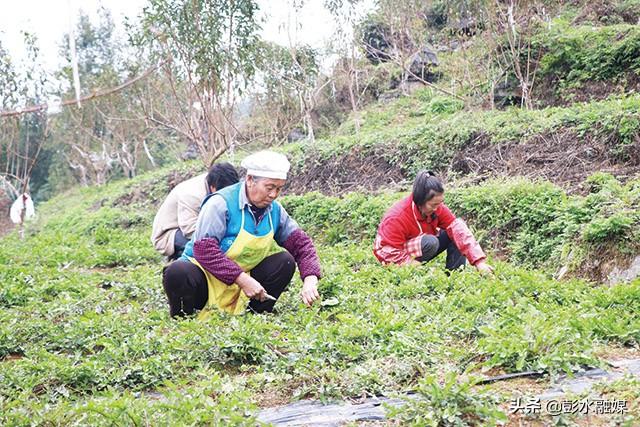 彭水乔梓乡：种植800亩蒲公英让村民的日子越过越红火