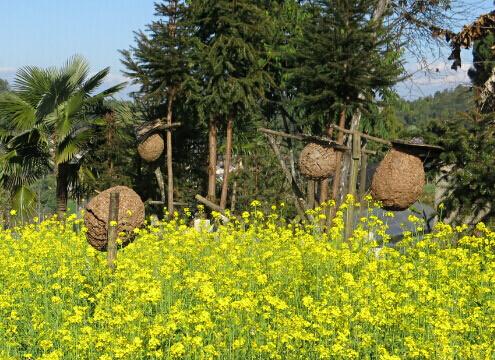 “蜂王”传奇，云南龙陵黄国忠养胡蜂年赚百万，带领山民养蜂致富