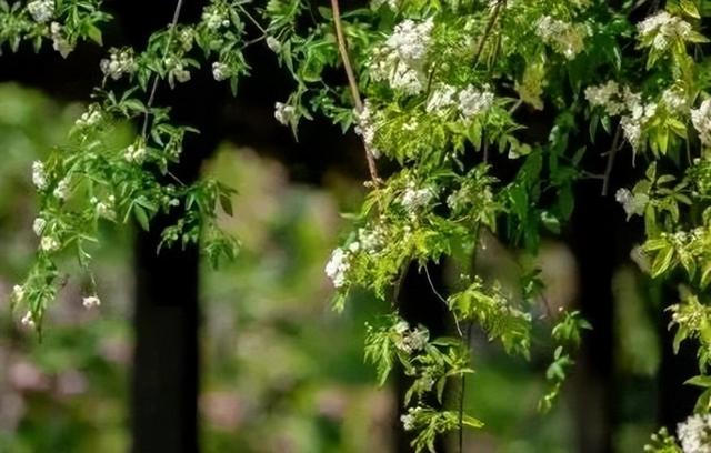 木香花开 不语也倾城