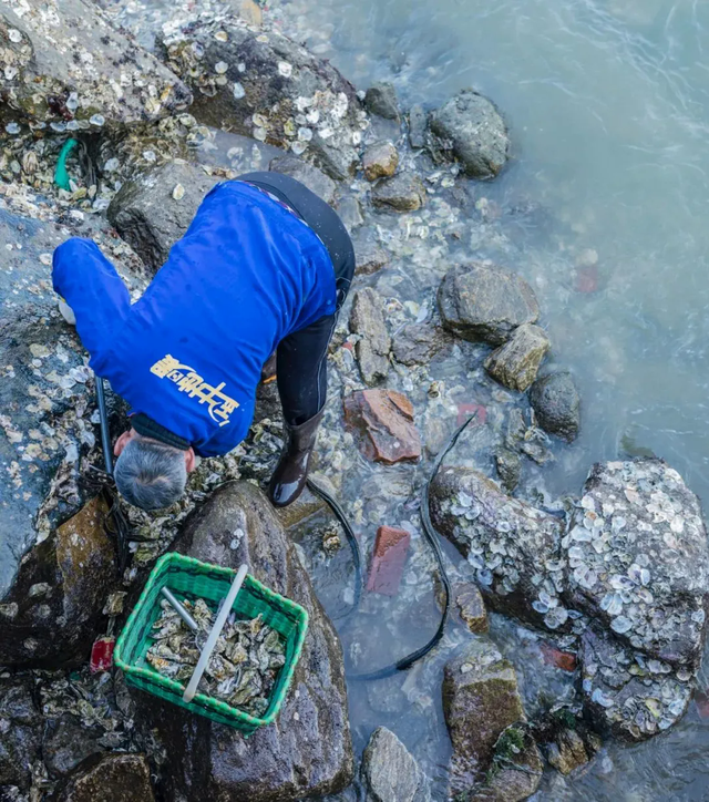 冬天赶海 别样的“海趣”