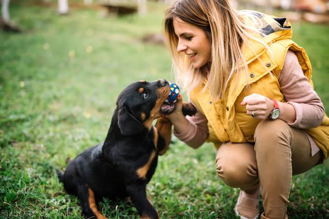 关于犬不同生长阶段的养殖技术，与管理管方法，进来学学