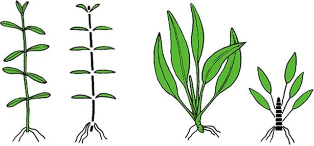 水草的种植、修剪方法