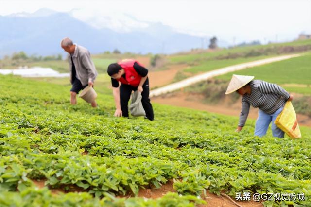 岑巩：太子参种植管护忙