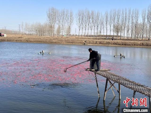 “水上春耕”正当时：河北三河小金鱼助农增收致富