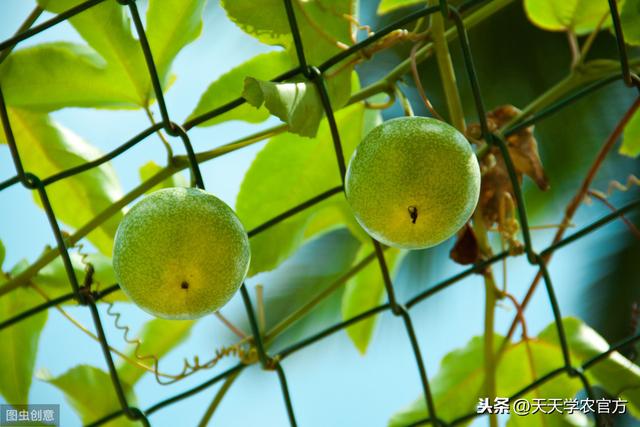 百香果怎样定植、搭架、整形修剪、施肥？这套种植技术，值得看看