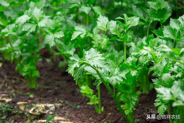 露地蔬菜病虫害发生特点，及综合防治措施，种植人员不妨一看！