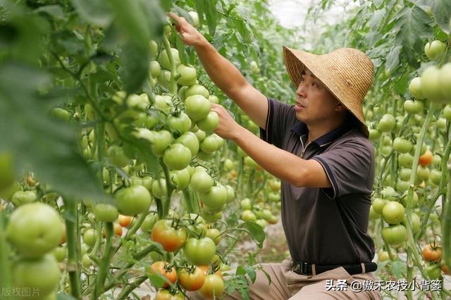 如何种好秋冬茬西红柿？这篇文章告诉你种植技巧