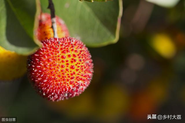 杨梅的栽培管理技术，杨梅的种植时间和方法