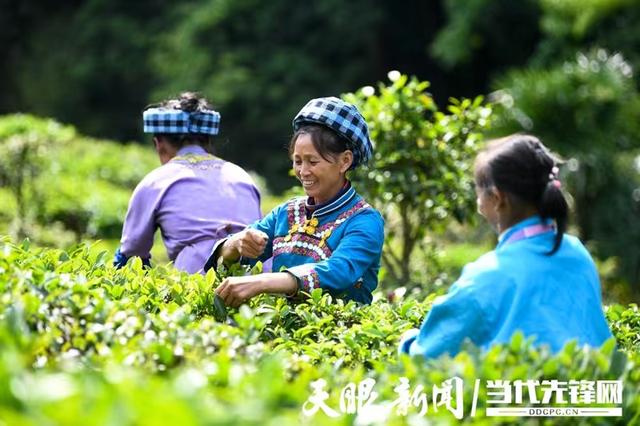 黔西南：果甜茶香蔬鲜丰收忙