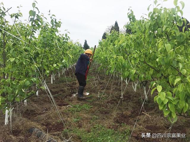 梨树苗移栽成活不理想？可能你没有注意这4点，提高你的成活率