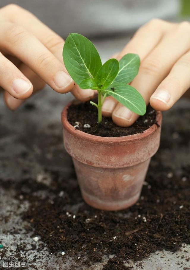 天天开花的长春花要如何养才能花繁叶茂、日日开花？