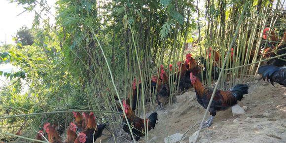 贵州山区的猪和鸡是这么养的，简直养成了野猪野鸡了