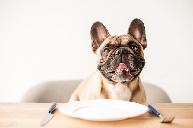 关于犬不同生长阶段的养殖技术，与管理管方法，进来学学