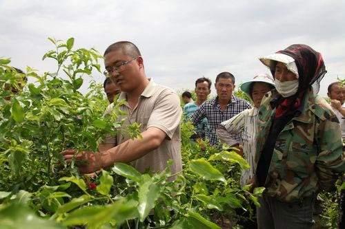 浅谈红枣树栽培与管理技术要点