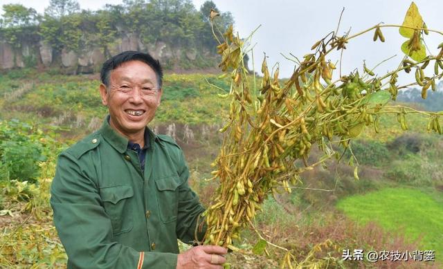 如何才能种出高产优质的大豆？种植大豆要抓好哪几项管理重点？