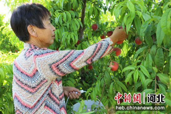 河北南宫：满园飘果香 夏日采收忙