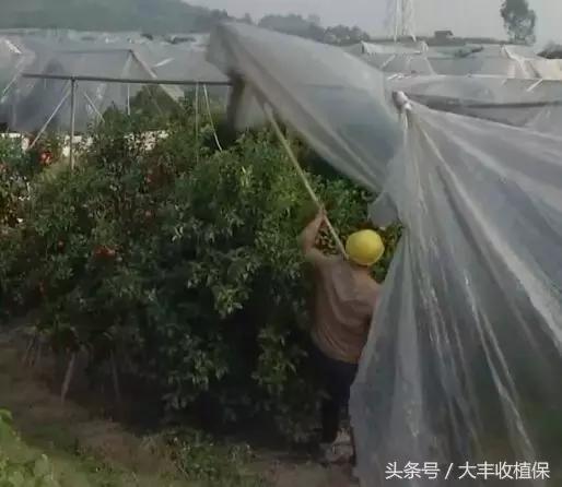 荔浦沙糖桔种植技术大全，含选苗技巧、修剪技术