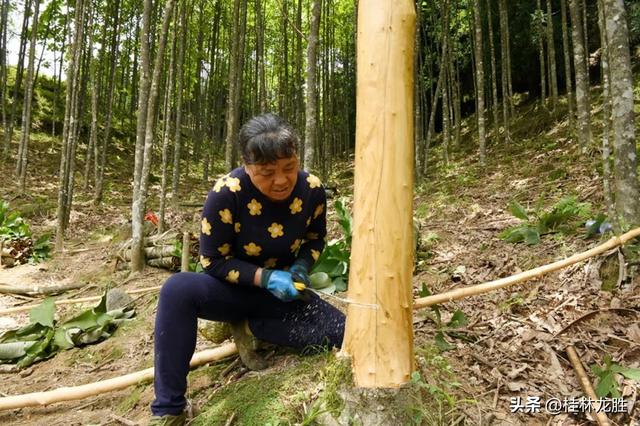 龙胜伟江：厚朴成林迎丰收