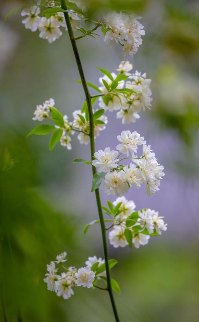 木香花开 不语也倾城