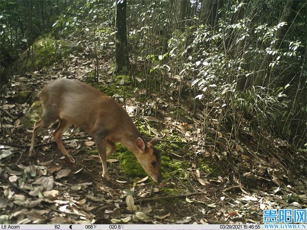 金钱豹、猕猴、果子狸……习水保护区的野生生物已知3863种