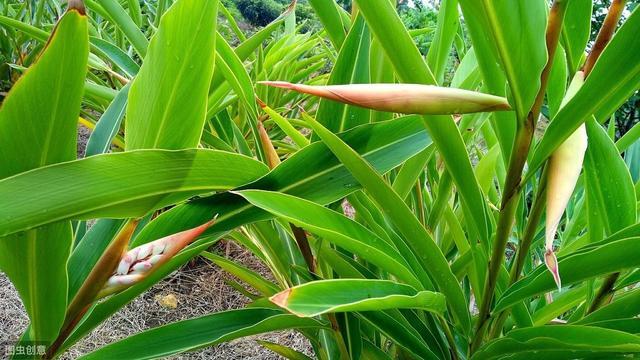 砂仁培养技术，种植起来还有这么多讲究，看完后长见识了