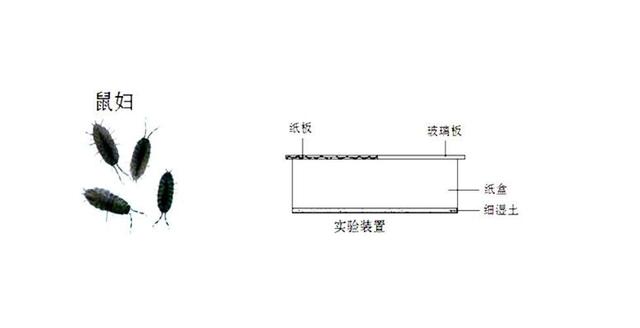 ​又是日本！100余只活体动物被大连海关查获，鼠妇破坏力有多强