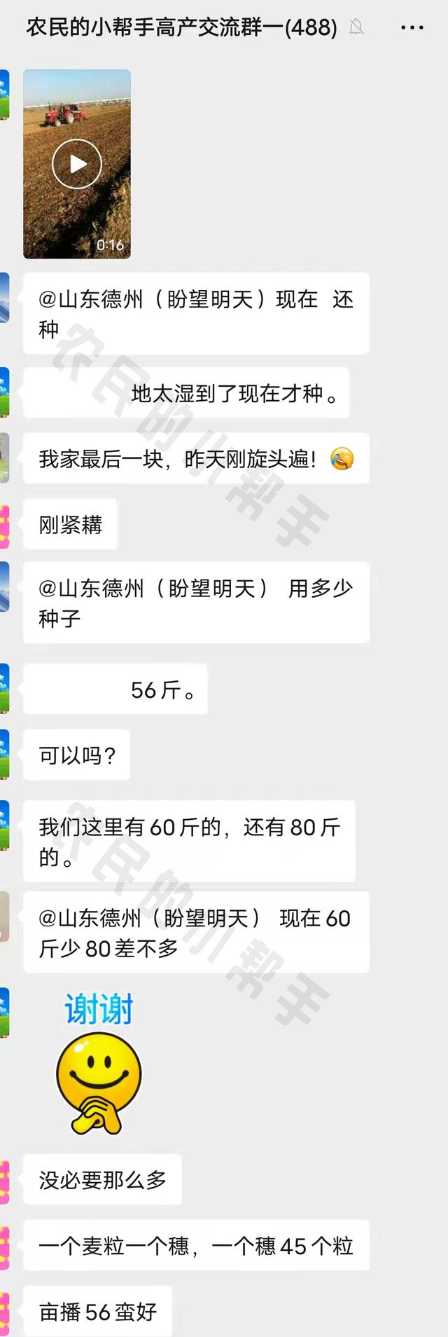 12月种小麦能出苗吗？亩播80斤多不多？3点小技巧，亩产也能千斤