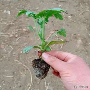 宝鸡蔬菜种植(陕西宝鸡“早春大棚西瓜—秋延番茄”栽培模式技术要点及效益分析)