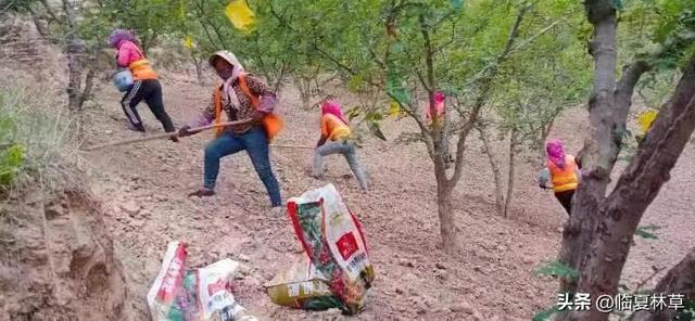 走进林草科技 共建美好家园——临夏州林草局花椒栽培管理技术要点