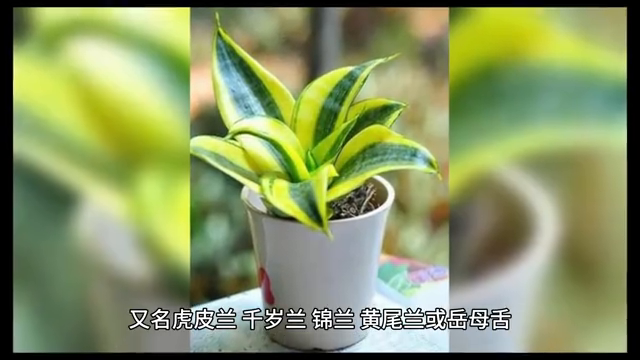 室内空气净化植物___虎尾兰