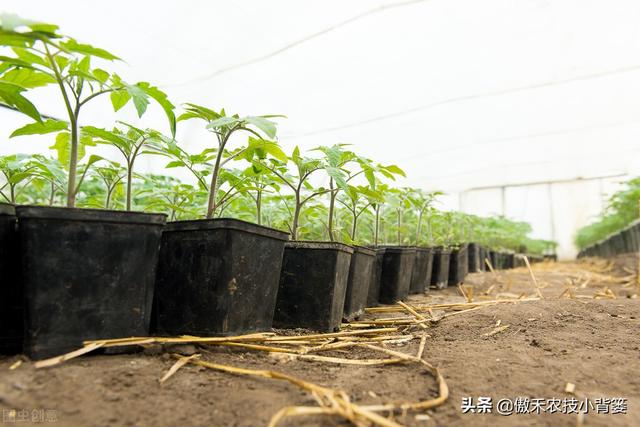 如何种好秋冬茬西红柿？这篇文章告诉你种植技巧