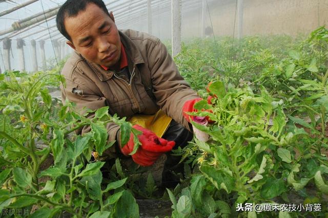 冬季大棚蔬菜要高产，通风、保温、控湿、补光四项管理是关键