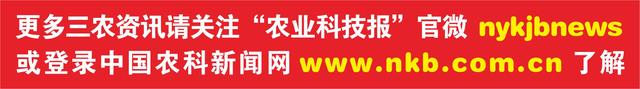 40多棵樱桃树，一年挣了1.5万元，果农老吕再也不用外出打工了